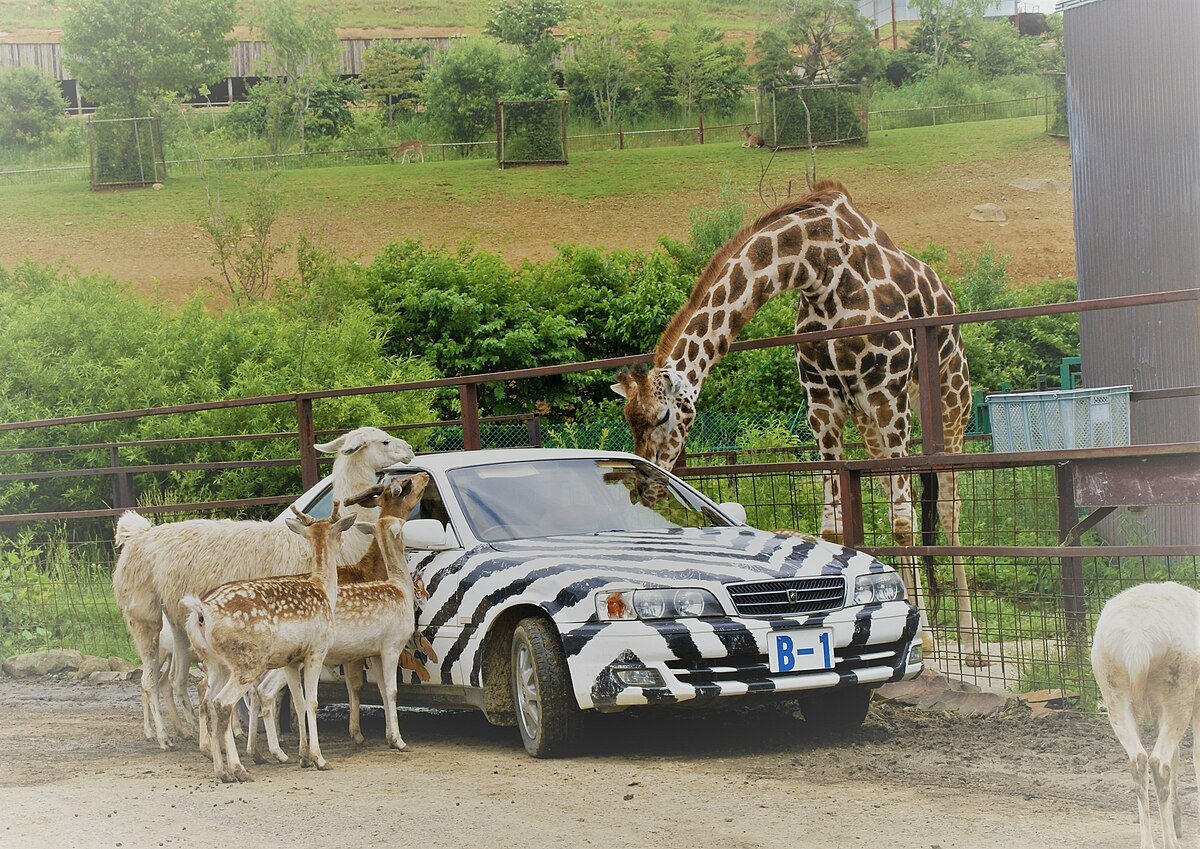 🦁 도호쿠 사파리 파크 이미지 6